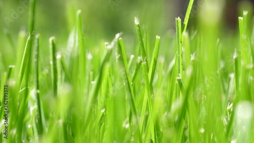 Low Angle Blades of Grass in Wind Close-Up - Natural Background photo