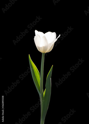 White Tulip isolated on a black background. White flower illuminated by sunlight