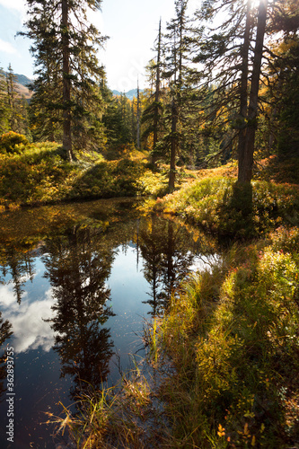 Beautiful autumn pine forest