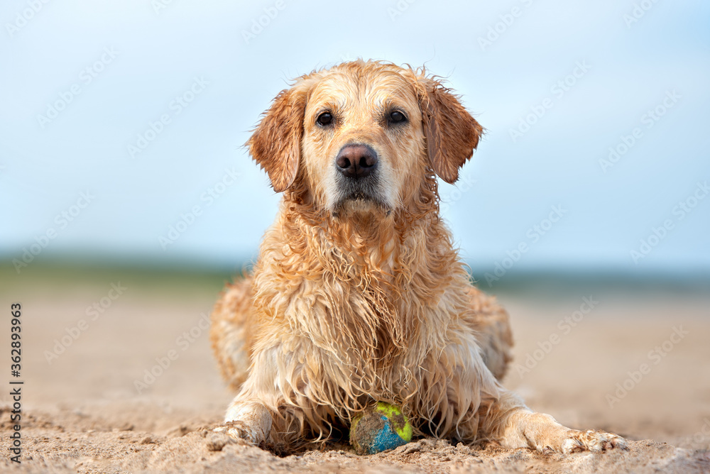 wet golden retriever dog resting on the beach wet golden retriever dog resting on the beach