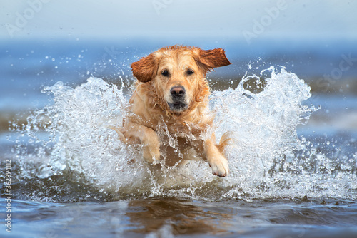 golden retriever dog jumping into water