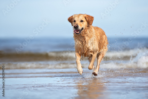 happy dog running on the sea beach