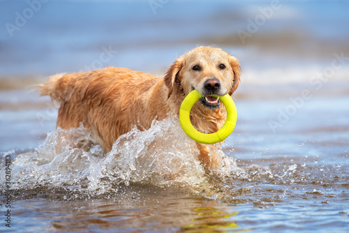 Fotografiet happy golden retriever dog fetching a toy ring from the sea