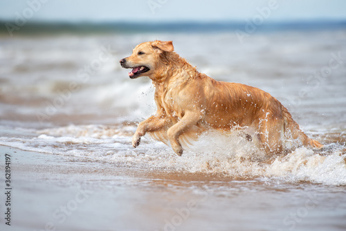 happy golden retriever dog running in the sea