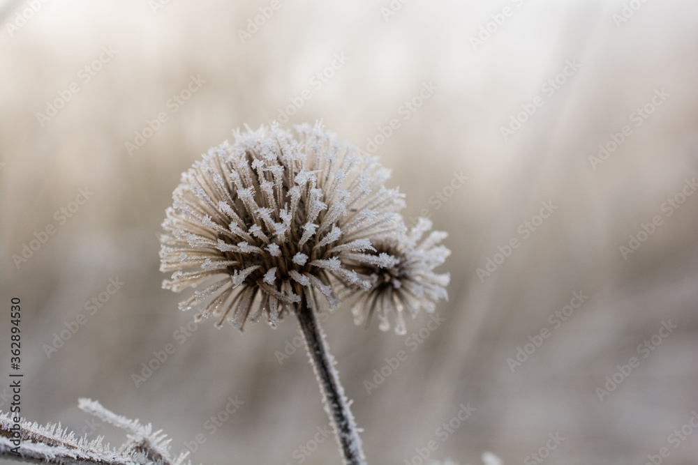 Detail of a frozen Arctium lappa plant in winter Detail of a frozen Arctium lappa plant in winter