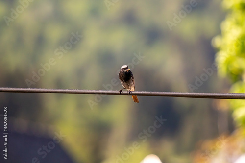 Male black redstart resting on electric cable, close up  © klemen