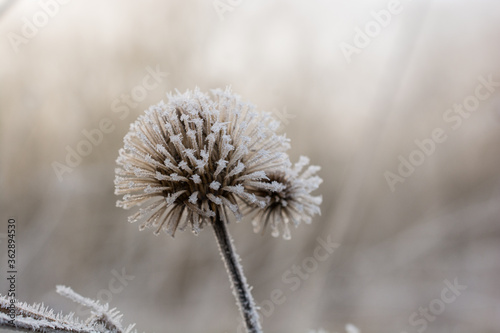Detail of a frozen Arctium lappa plant in winter