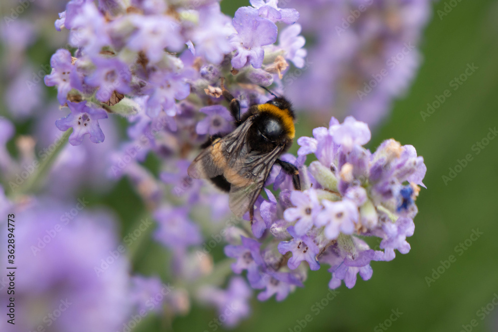 A large bumblebee sits on violet flowers collecting nectar. A large bumblebee sits on violet flowers collecting nectar.