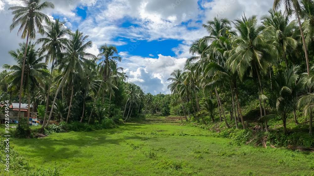 rice field on the tropical island of Bohol rice field on the tropical island of Bohol