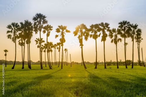 Rice field with sugar plam in sunset time with sweet sky tone for background.