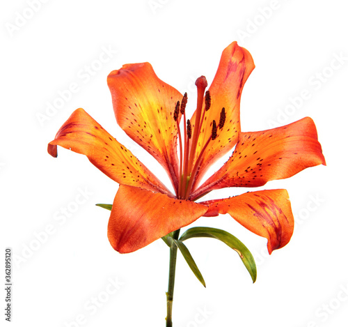 Lily flower Isolated on a white background. Bud of an orange flower of a lily close-up, isolate. Floristics