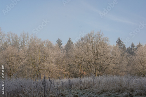 Winter landscape / Frozen trees and grasses