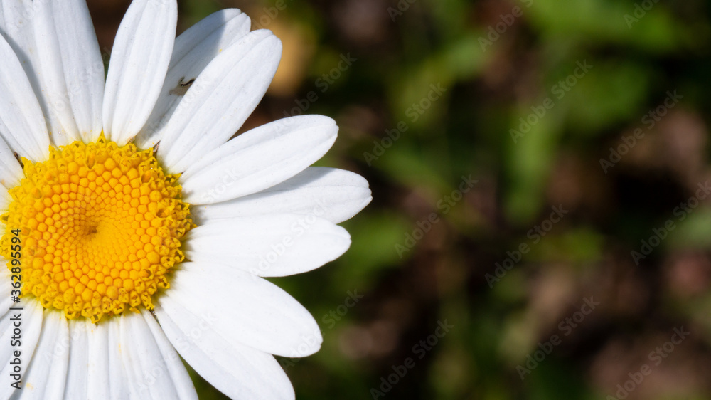 background space with a daisy flower on the left background space with a daisy flower on the left