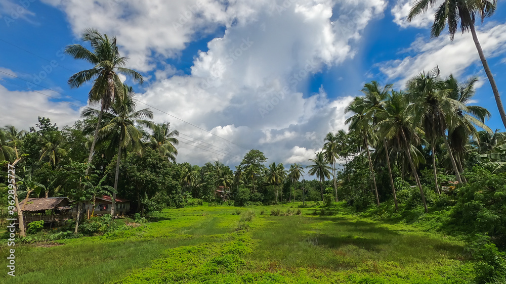 rice field on the tropical island of Bohol rice field on the tropical island of Bohol