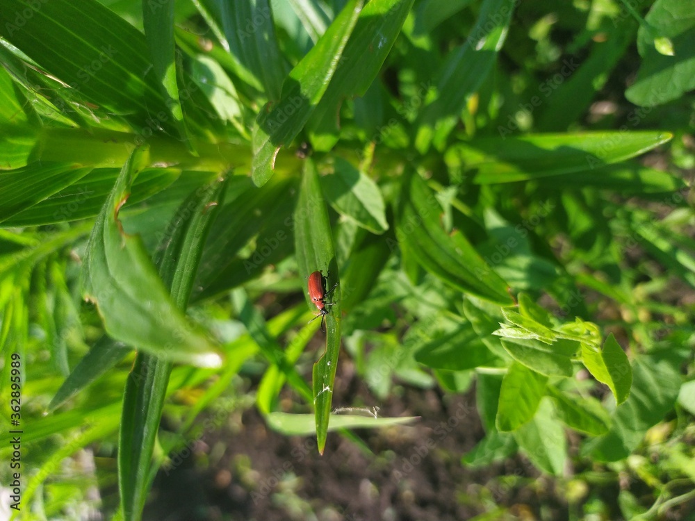 bug on a leaf bug on a leaf