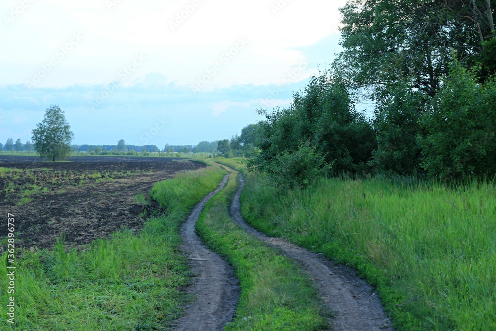 Road through field of green wheat with tree and blue sky background Road through field of green wheat with tree and blue sky background