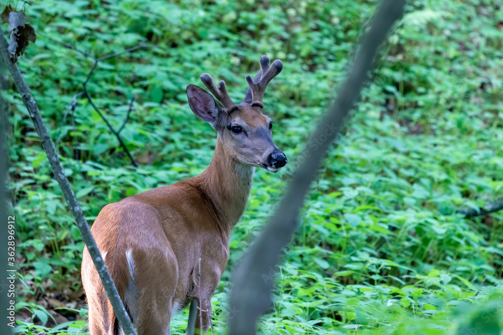 Young white tailed deer with growing antlers in velvet. Natural scene from Wisconsin state park Young white tailed deer with growing antlers in velvet. Natural scene from Wisconsin state park