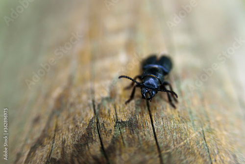 Pterostichus black beetle on wood photo
