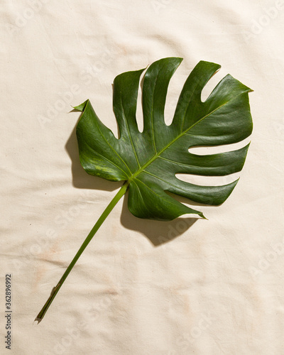 Top view a monstera plant in a textured sand color fabric with free space for text