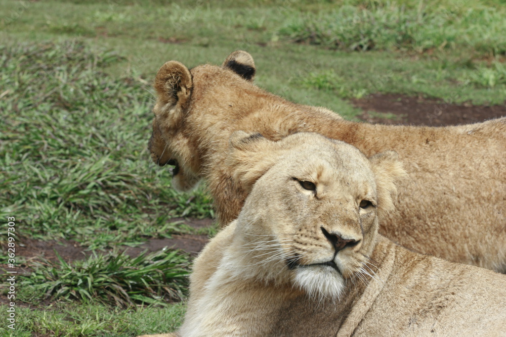 A pack of lions gathered together in the wild A pack of lions gathered together in the wild