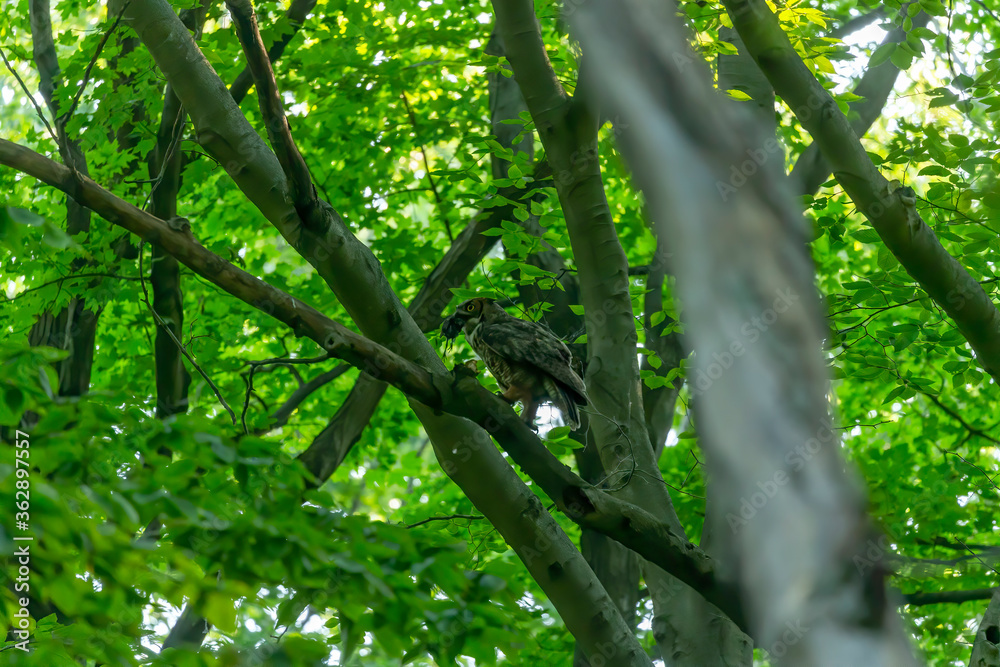 Female Great horned owl in state forest.Natural scene from Wisconsin. Female Great horned owl in state forest.Natural scene from Wisconsin.