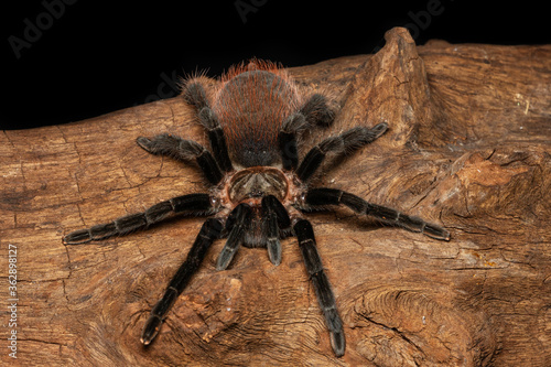 Bolivian red rump tarantula on the old wood isolated on black background. Dangerous wildlife.