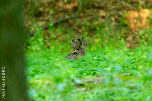Young white tailed deer with growing antlers in velvet. Natural scene  from  Wisconsin state park