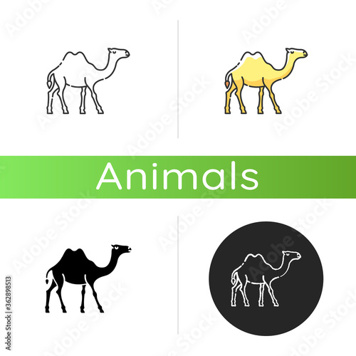 Camel icon. Linear black and RGB color styles. Arabian domesticated animal, tropical climate fauna. Exotic wildlife, wilderness inhabitant. Two humped camel isolated isolated vector illustrations