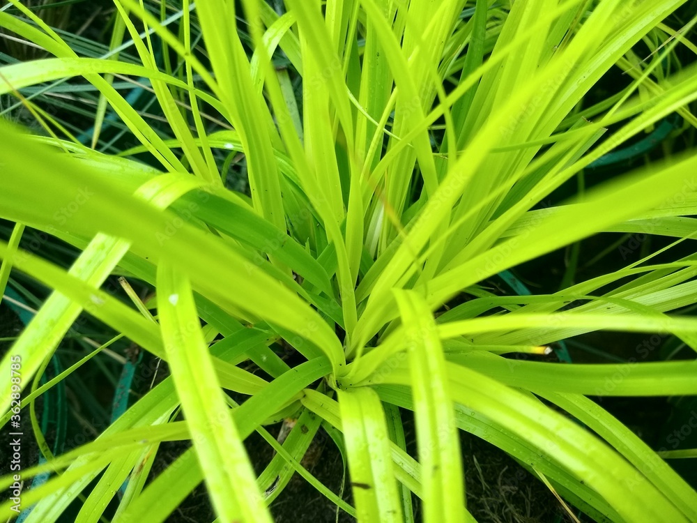 Carex oshimensis 'Everillo' Carex oshimensis 'Everillo'