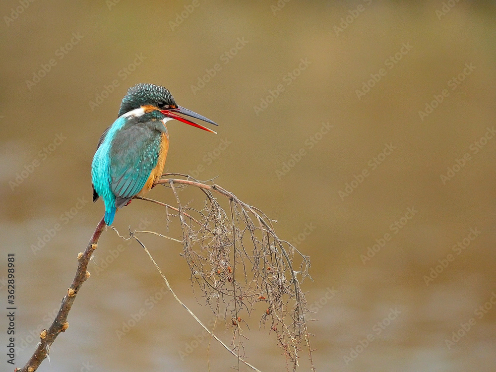 Obraz premium 寒空に鳴く
