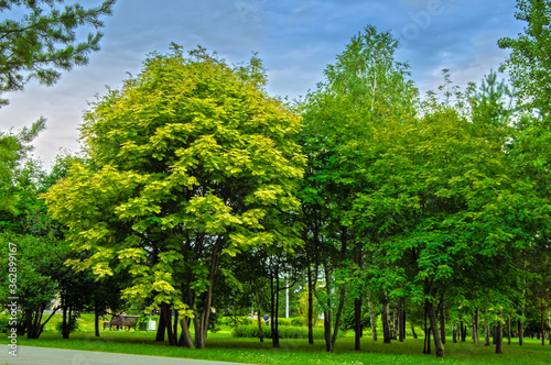 Juicy colors of a summer Park. Trees growing in the Park in cloudy weather