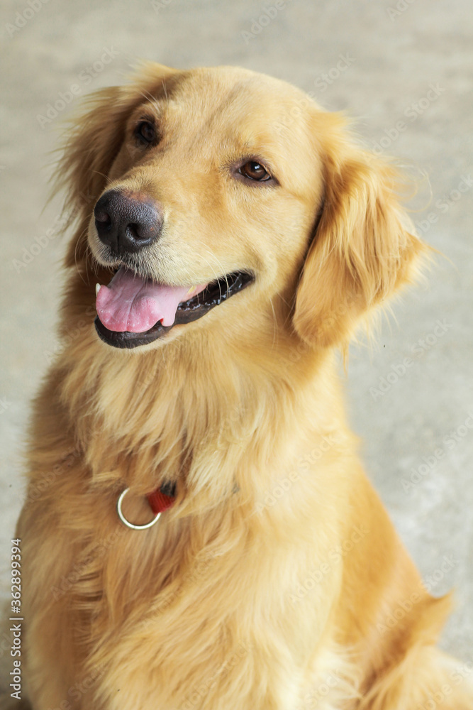 Close up of Golden Retriever dog face