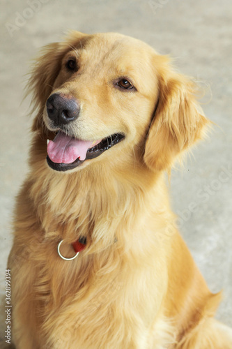 Close up of Golden Retriever dog face