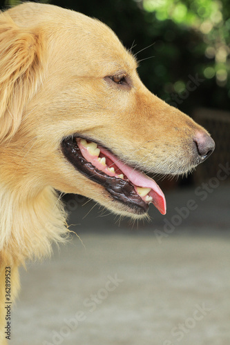 Close up of Golden Retriever dog face