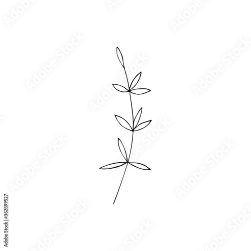Contour foliage. Black and white line art decoration of leaves. Vector isolated clipart. Minimal monochrome hand drawing botanical design.