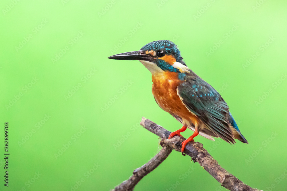 Image of common kingfisher (Alcedo atthis) perched on a branch on nature background. Bird. Animals. Image of common kingfisher (Alcedo atthis) perched on a branch on nature background. Bird. Animals.