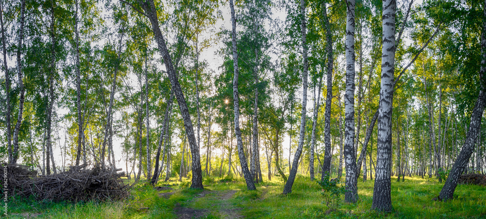 Fototapeta premium Panorama of a birch grove in bright and warm sunlight. Magic birch forest in HD quality