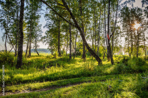 A road in a birch forest in a bright and warm light. Magic birch forest in HDR quality