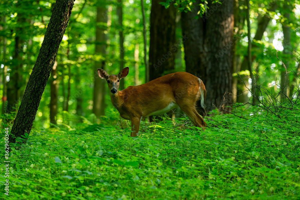Deer. White tailed deer, hind on pasture Deer. White tailed deer, hind on pasture