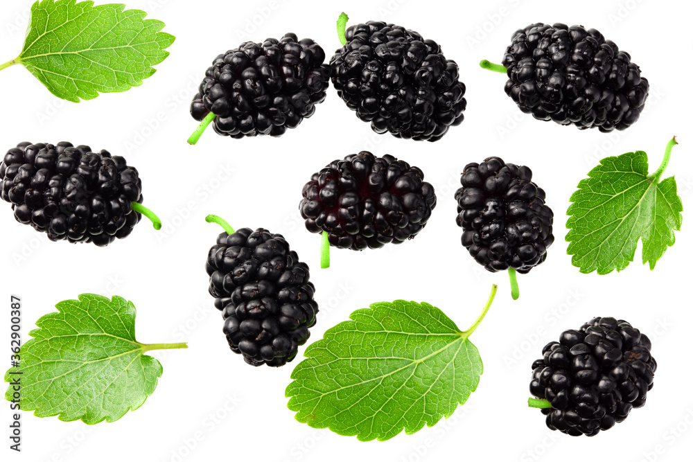 Mulberry berry with leaf isolated on white background. flat lay. top view Mulberry berry with leaf isolated on white background. flat lay. top view