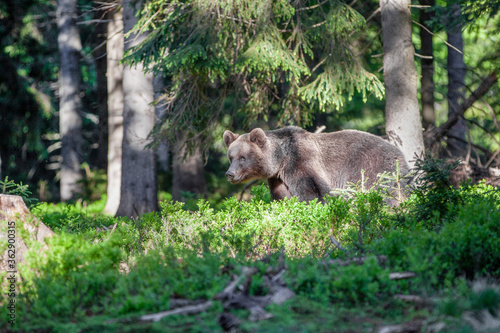 Male brown bear  ursus arctos  walking in the dark spruce forest. Sunbeams penetrate the forest and illuminate the mysterious bear