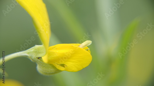 Crotalaria juncea