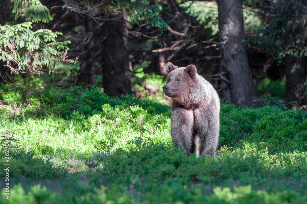 Obraz premium Male brown bear (ursus arctos) walking in the dark spruce forest. Sunbeams penetrate the forest and illuminate the mysterious bear