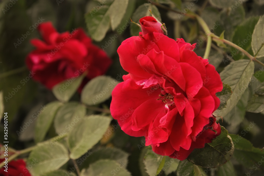 red rose Bush. flowers in the Park. background for the design. red rose Bush. flowers in the Park. background for the design.