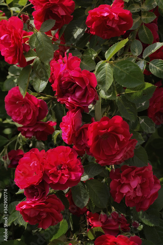 red rose Bush. flowers in the Park. background for the design.