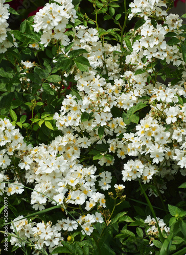 Fototapeta Naklejka Na Ścianę i Meble -  white flowers and green leaves. background for the design. summer nature. Bush with flowers in the Park.