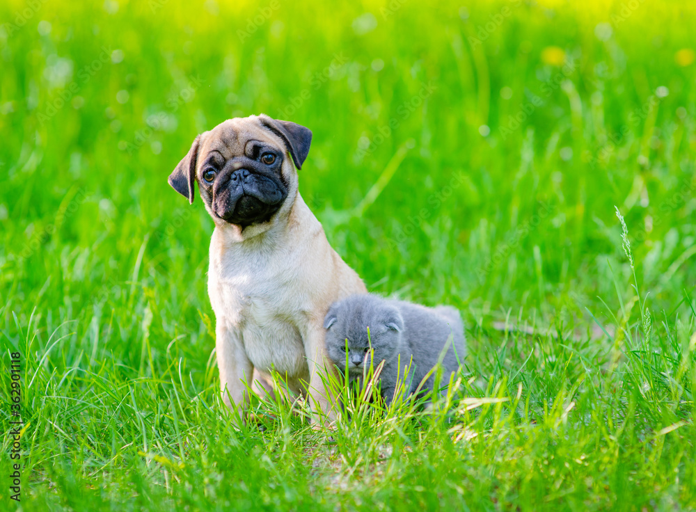Funny puppy bending his head looks into the frame and a gray kitten standing next to sleep on a walk in the summer park