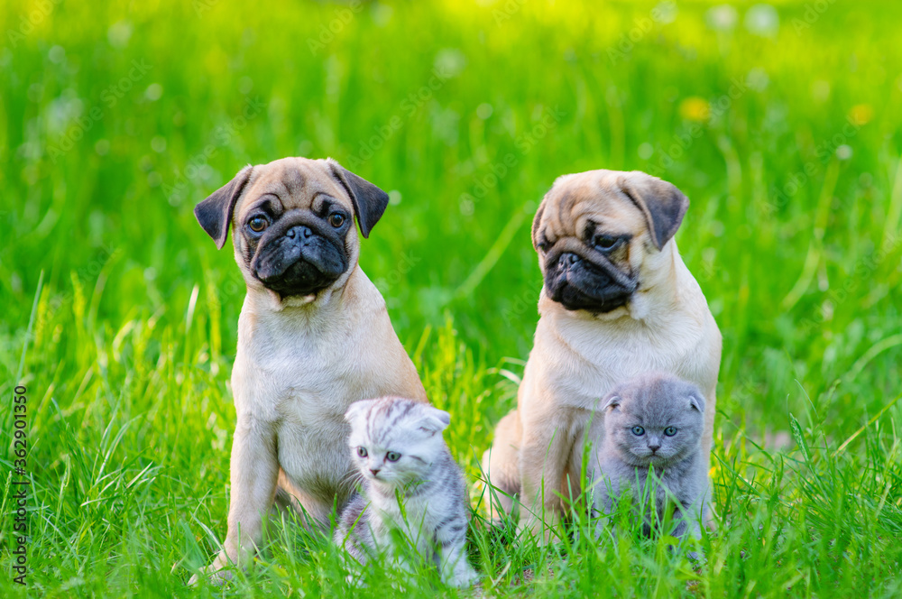 Two cute puppies and two kittens sit side by side on green grass in the summer in the park.