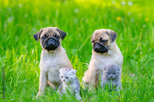Two cute puppies and two kittens sit side by side on green grass in the summer in the park.