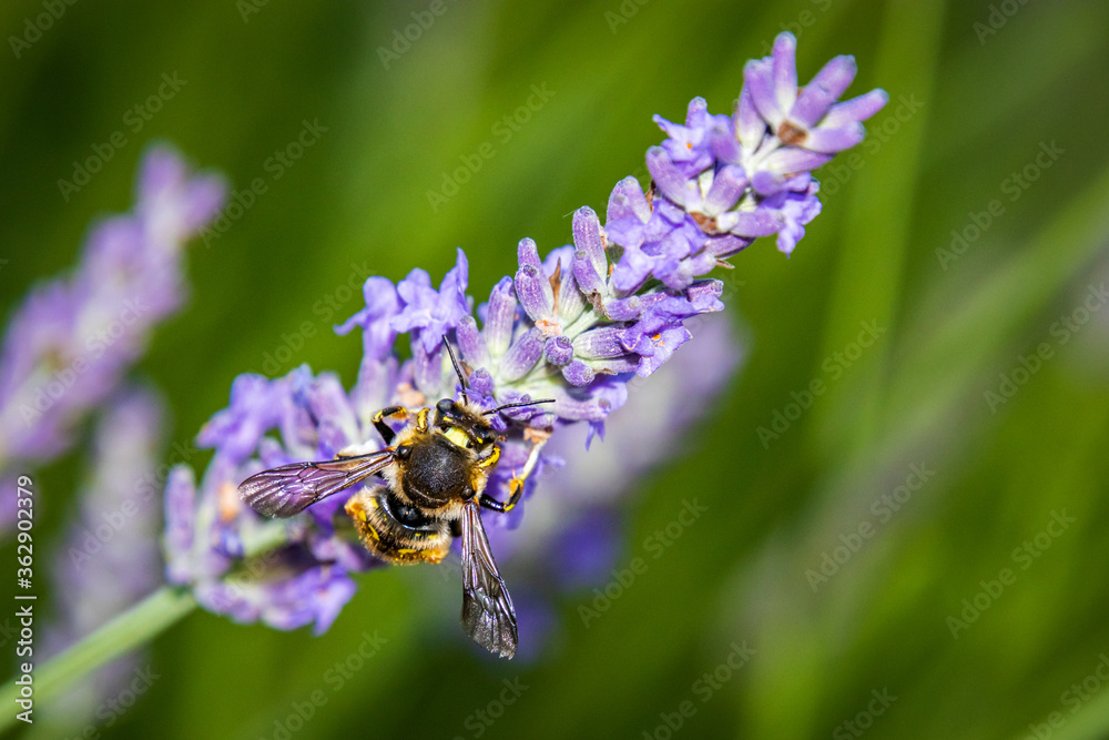 European wool carder bee (Anthidium manicatum) on Lavender (Lavandula) European wool carder bee (Anthidium manicatum) on Lavender (Lavandula)